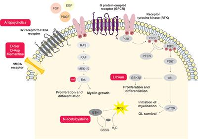 Novel Treatment Strategies Targeting Myelin and Oligodendrocyte Dysfunction in Schizophrenia